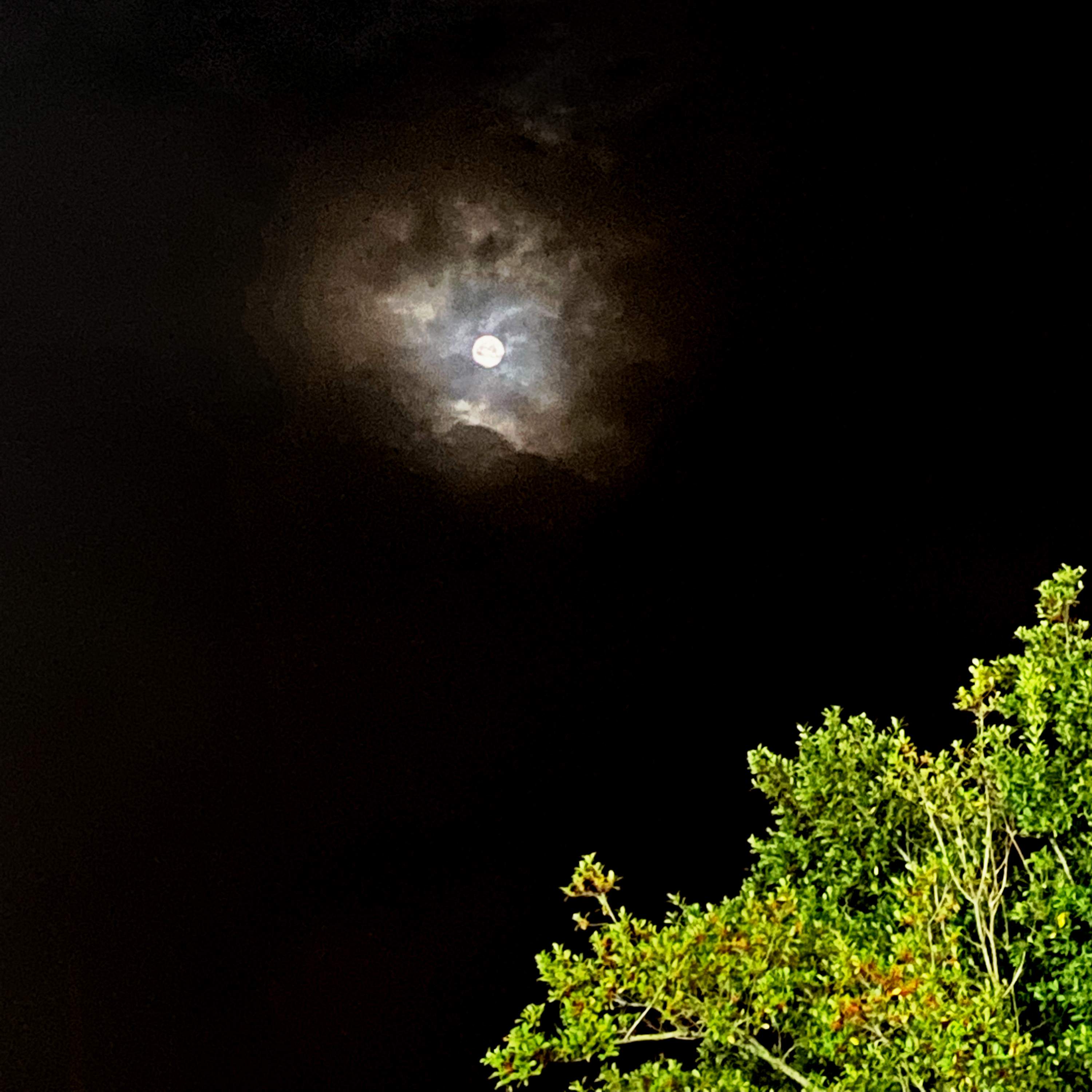 Light Wolf Dance, EP. Cover art