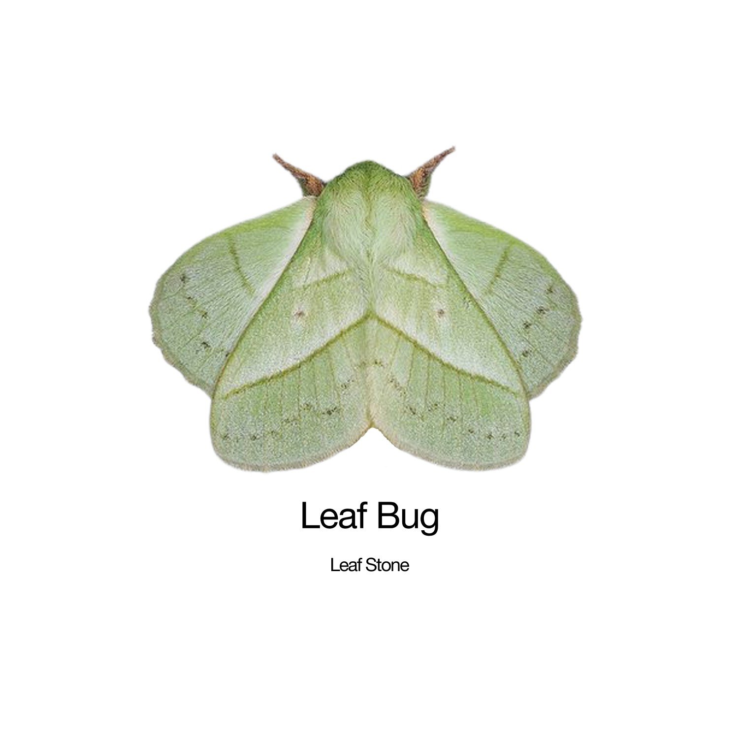 Leaf Bug, EP. Moth Cover art